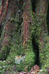 Fototapeta premium Detail of a moss an lichen covered rhododendron 