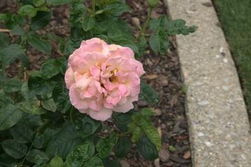Pink Rose in a garden