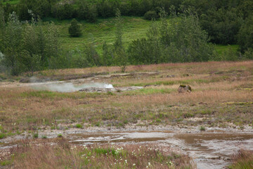 Geothermal activity in Iceland