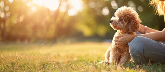 A woman petting a toy poodle in a sunny park dog walking concept with a green grass backdrop for a copy space image depicting a serene summer scene