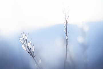 Dry autumn grass in the mountains at sunset. Macro image, shallow depth of field.