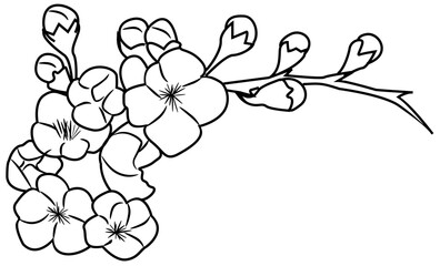 Fototapeta premium Cherry Blossom Flower