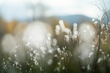 Autumn grass in the mountains at sunset. Macro image. Beautiful autumn background