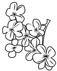 Cherry Blossom Flower