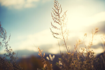 Autumn grass in the mountains at sunset. Autumn nature background