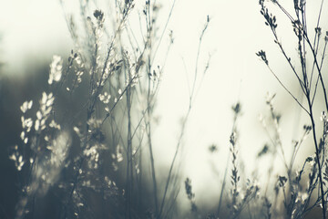 Autumn grass in the mountains at sunset.