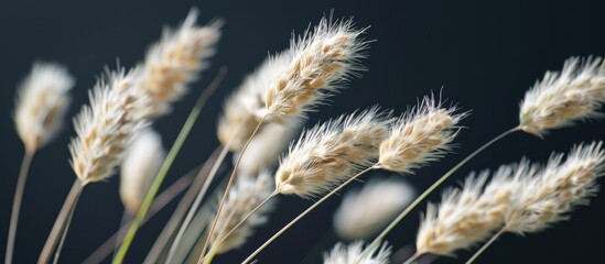 Fototapeta premium Close up of wild grass inflorescence against a black background with copy space and a focused narrow depth of field