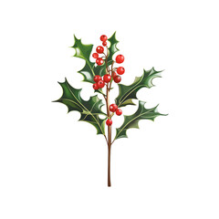 Fototapeta premium Holly Sprig with Red Berries