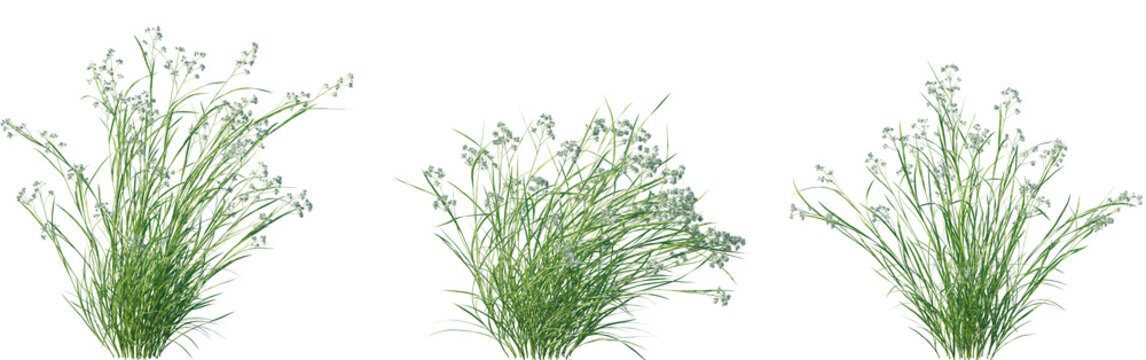 Set of Luzula nivea (Snowy Wood Rush) frontal isolated png on a transparent background perfectly cutout high resolution