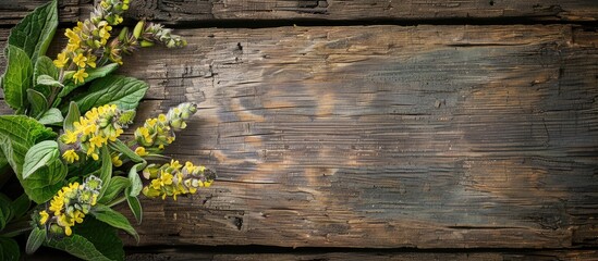 Top view of lovely mullein plants arranged on a rustic wooden table suitable for text placement in the frame illustrating a medicinal herb theme. Copy space image. Place for adding text and design