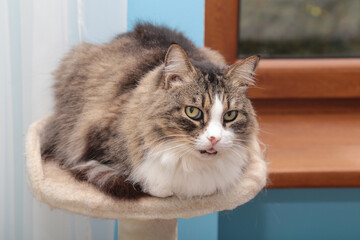 fluffy cat sitting on a scratching post by the window with the tip of its tongue sticking out