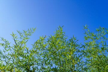Beautiful and dreamy green bamboo leaf background