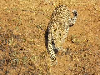 nature, leopard, cub, africa, south africa, pilanesberg, trees, wild, big cat, safari, big five,...