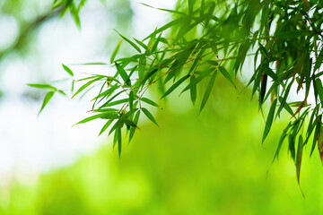 Beautiful and dreamy green bamboo leaf background