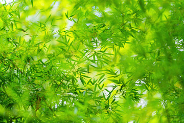 Beautiful and dreamy green bamboo leaf background