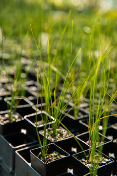 seedlings for sale at a nursery
