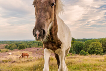 Curious Konik horse in Dutch national park Veluwezoom at the Posbank in Rheden, The Netherlands © Martin Bergsma