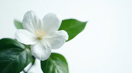 Obraz premium Elegance of a white blossom