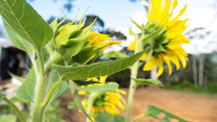 Fototapeta premium Pompón de Girasol con pétalos amarillos delicados