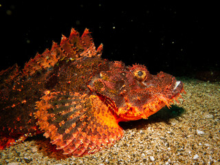 Papuan Scorpionfish, Scorpaenopsis papuensis, found at a coral reef in Puerto Galera, Philippines....