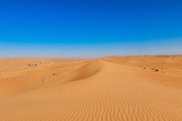Explore the expansive sandy landscapes of Wahiba Desert in Oman under a clear blue sky at mid afternoon