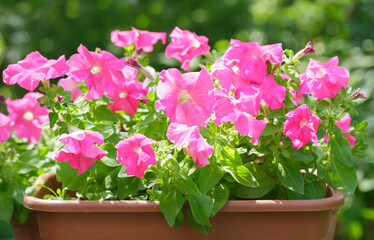 Petunia flowers in a garden on green background