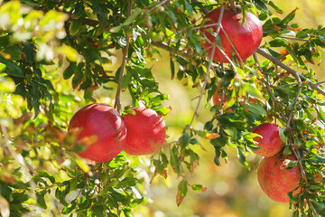 Ripe pomegranates fruit on tree