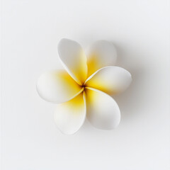 Frangipani isolated on white