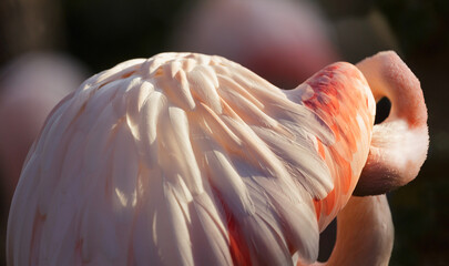 Pink flamingo taking care of its feathers