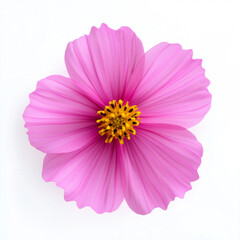 Single cosmos flower isolated on white top view