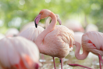 Pink flamingos standing in water. Wild birds