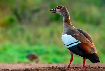 Vocal adult Egyptian goose (Alopchen aegyptiaca), Tamboti overnigh hide, Zimanga Private Game Reserve.