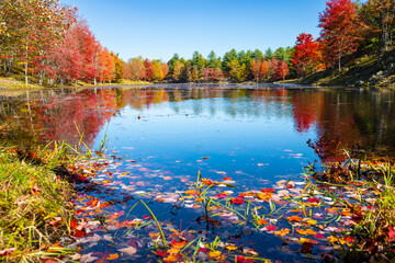 Bright Vibrant Autumn Fall Tree Leaf Colours Reflected in the Lake Water Mirror Surface Surrounded by Marsh Areas, Frontenac Park, Ontario, Canada