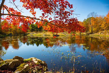 Maple Tree Branches with Vibrant Autumn Fall Color Leafs Hang Over the Lake Water Mirror Surface, Surrounded by Rocky Brinks, Frontenac Park, Ontario, Canada