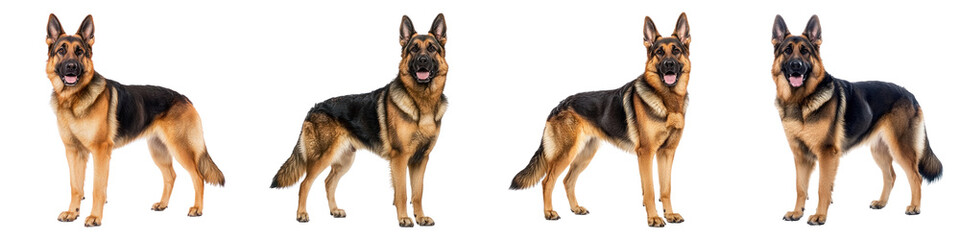 German Shepherd standing in a proud pose, showcasing its strong build and alert demeanor. isolated on transparency background