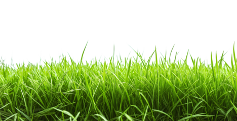 Green lawn Grass plant isolated on transparent background. PNG file, cut out