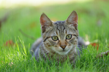 Grey cat lying on green grass
