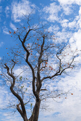 Mature red persimmon on the trees under the autumn sky