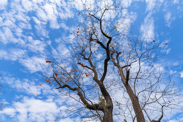Mature red persimmon on the trees under the autumn sky