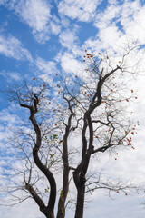 Mature red persimmon on the trees under the autumn sky