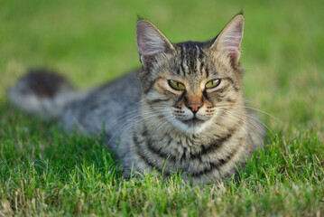 Grey cat lying on green grass