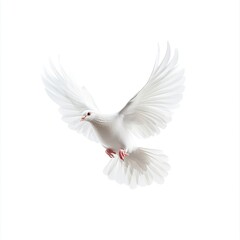 Fototapeta premium A flying white dove bird elegant animal pigeon.