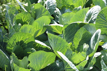 Vertical white cabbage is growing in a garden bed on a farm