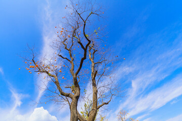 Mature red persimmon on the trees under the autumn sky