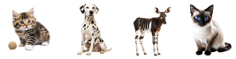 Fototapeta premium Collection of animal, birth and pets isolated on white background 