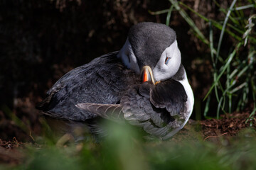 Skryty maskonur między trawami © Kajetan