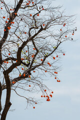 Mature red persimmon on the trees under the autumn sky