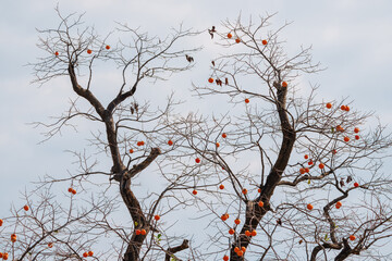 Mature red persimmon on the trees under the autumn sky