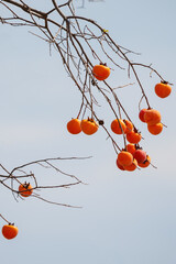 Mature red persimmon on the trees under the autumn sky