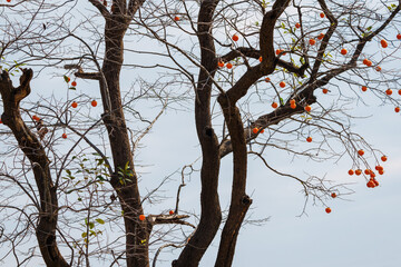 Mature red persimmon on the trees under the autumn sky